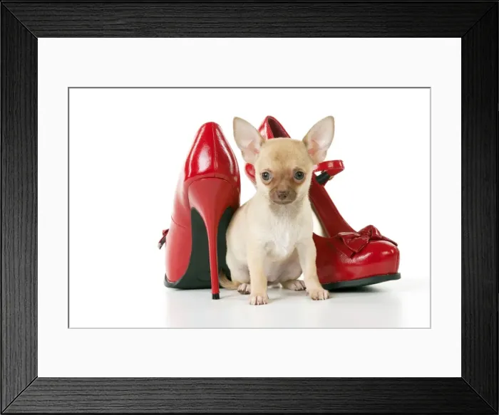 Framed Print : DOG - Chihuahua sitting with red shoes Framed Print : DOG - Chihuahua sitting with red shoes