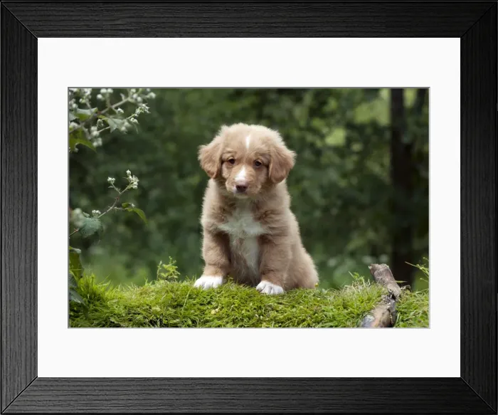 Framed Print : DOG - Nova scotia duck tolling retriever puppy in the garden (8 weeks) Framed Print : DOG - Nova scotia duck tolling retriever puppy in the garden (8 weeks)