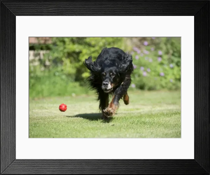 Framed Print : DOG - Gordon setter playing in garden Framed Print : DOG - Gordon setter playing in garden