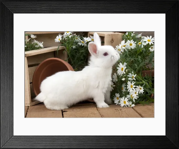 Framed Print : RABBIT - Mini Ivory Satin Rabbit Framed Print : RABBIT - Mini Ivory Satin Rabbit