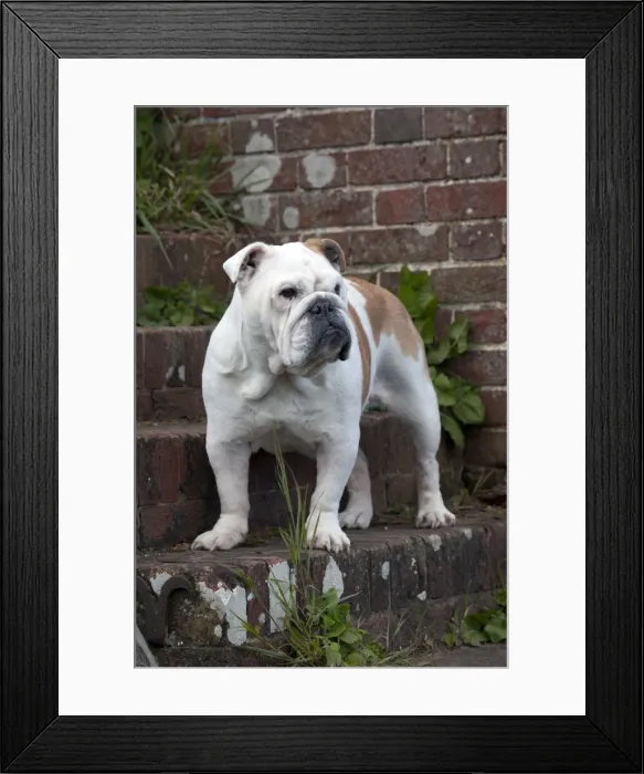 Framed Print : DOG - Bulldog - standing on steps Framed Print : DOG - Bulldog - standing on steps