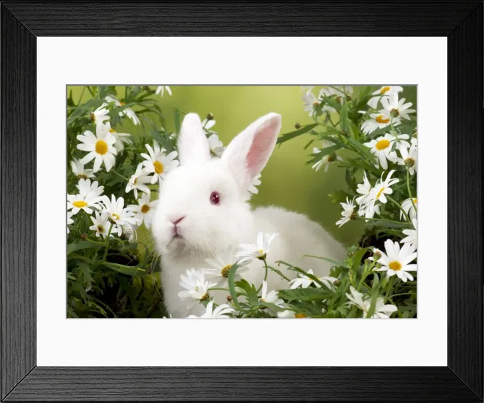Framed Print : RABBIT - Mini Ivory Satin Rabbit - sitting in flowers
