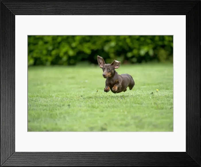 Framed Print : DOG - Miniature Short Haired Dachshund - running through garden