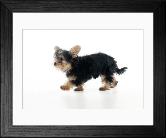 Framed Print : DOG - Yorkshire terrier puppy Framed Print : DOG - Yorkshire terrier puppy