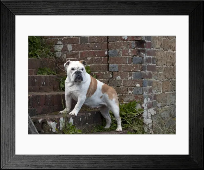 Framed Print : DOG - Bulldog - standing on steps Framed Print : DOG - Bulldog - standing on steps