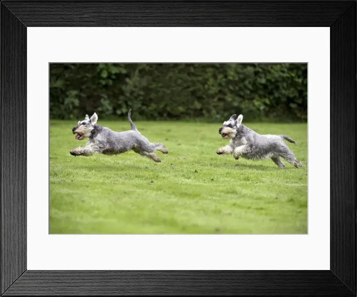 Framed Print : DOG - Miniature Schnauzers - running through garden Framed Print : DOG - Miniature Schnauzers - running through garden