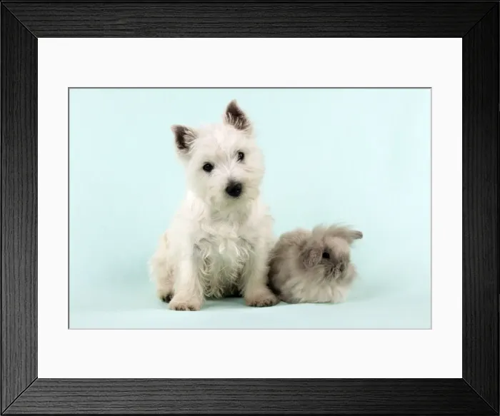 Framed Print : DOG & RABBIT - West Highland White Terrier sitting next to Lionhead Rabbit Framed Print : DOG & RABBIT - West Highland White Terrier sitting next to Lionhead Rabbit