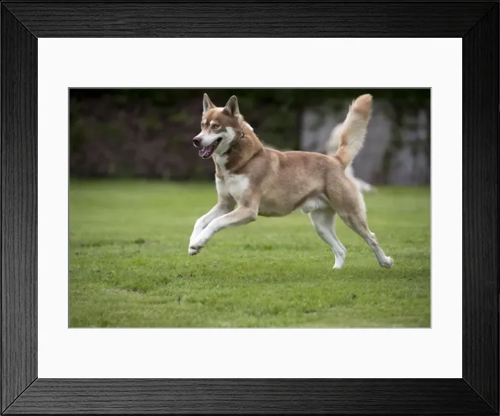 Framed Print : DOG - Siberian Susky - running through garden Framed Print : DOG - Siberian Susky - running through garden