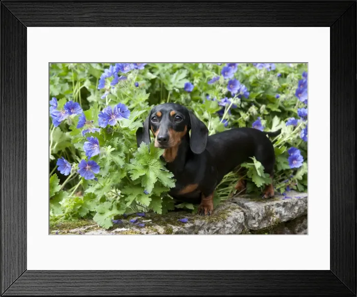 Framed Print : DOG - Miniature short haired dachshund in garden Framed Print : DOG - Miniature short haired dachshund in garden