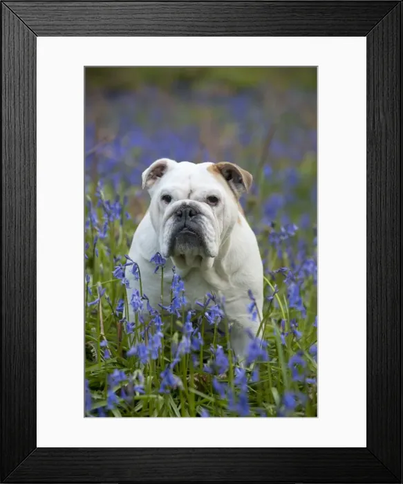 Framed Print : DOG - Bulldog - standing in bluebells Framed Print : DOG - Bulldog - standing in bluebells