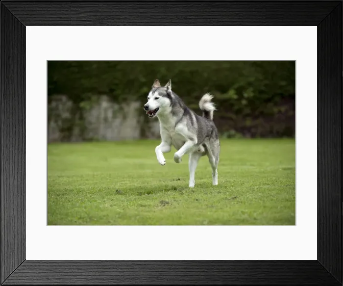 Framed Print : DOG - Siberian Husky - running through garden Framed Print : DOG - Siberian Husky - running through garden