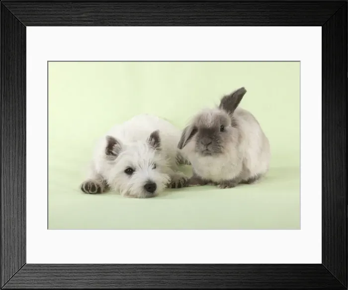 Framed Print : DOG & RABBIT - West Highland White Terrier - sitting next to Lionhead Rabbit Digital Manipulation: removed dog tail Framed Print : DOG & RABBIT - West Highland White Terrier - sitting next to Lionhead Rabbit Digital Manipulation: removed dog tail