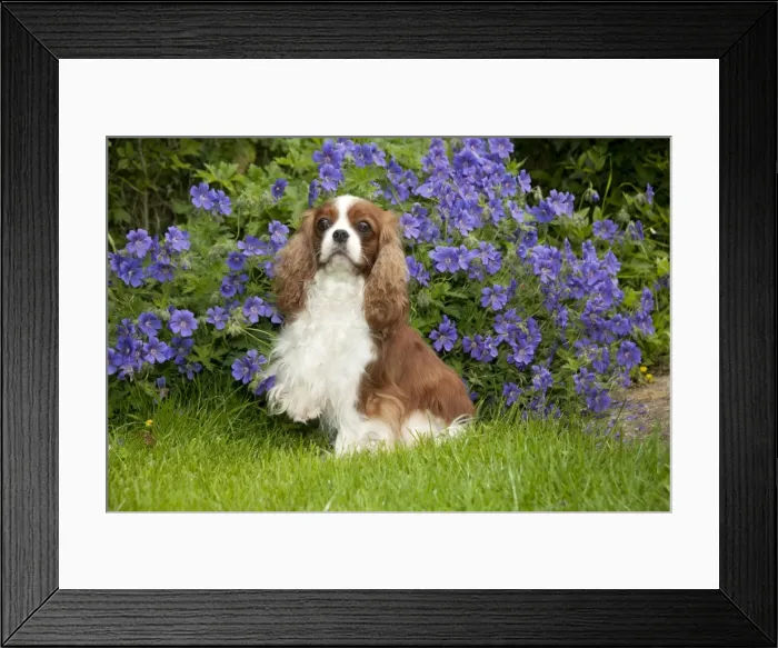 Framed Print : DOG - Cavalier king charles sitting in garden Framed Print : DOG - Cavalier king charles sitting in garden