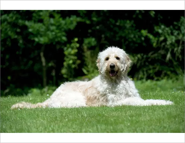 DOG - Goldendoodle laying in garden