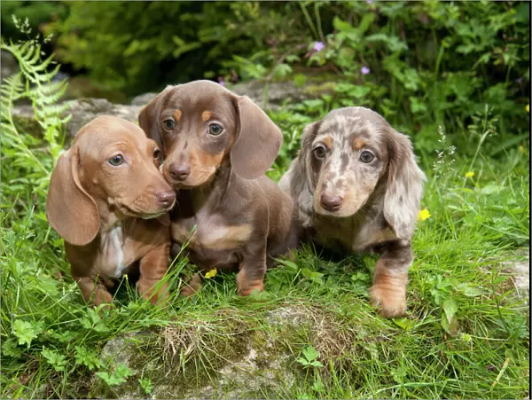 DOG - Miniature short haired dachshund puppies sitting in the garden (7 weeks)