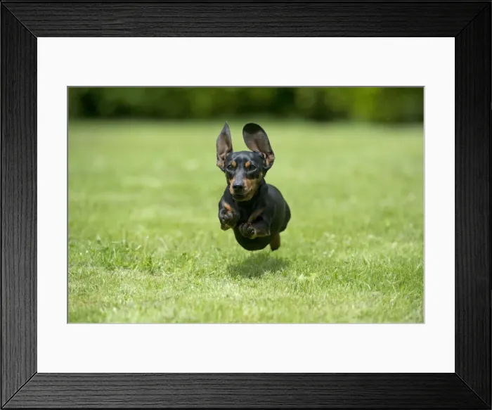 Framed Print : DOG - Miniature Short Haired Dachshund - running through garden Framed Print : DOG - Miniature Short Haired Dachshund - running through garden