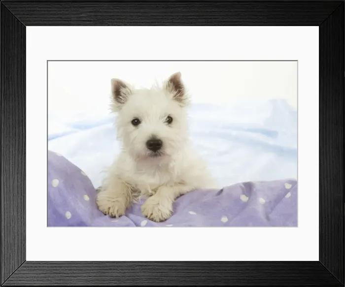 Framed Print : DOG - West Highland White Terrier - looking over edge Framed Print : DOG - West Highland White Terrier - looking over edge