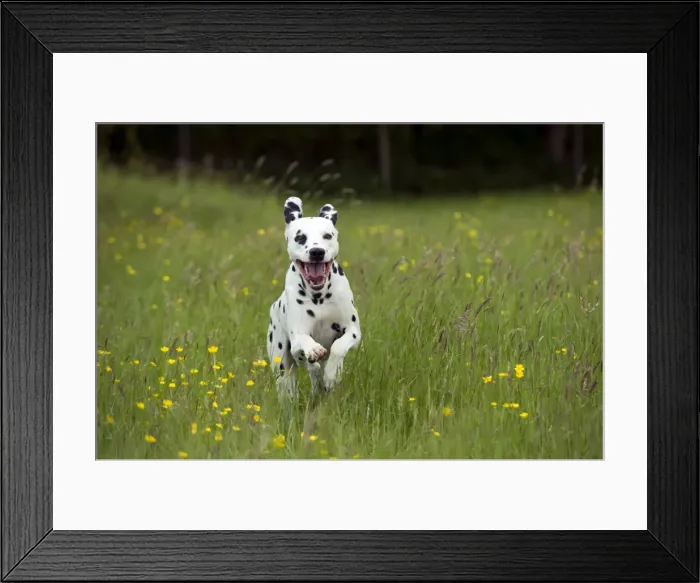 Framed Print : DOG - Dalmatian running through buttercup field Framed Print : DOG - Dalmatian running through buttercup field