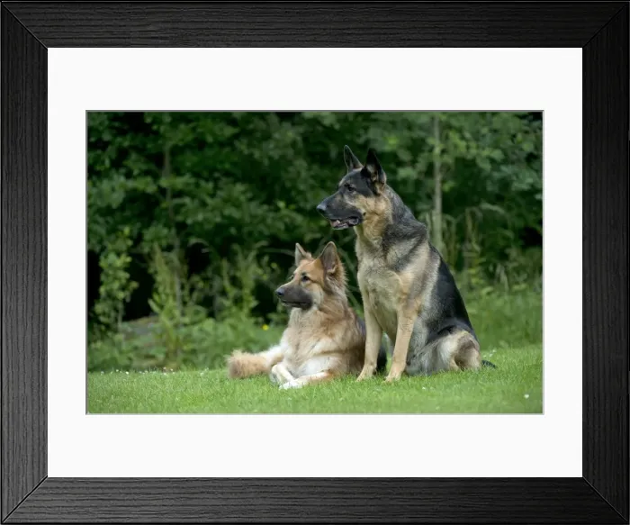 Framed Print : DOG - German shepherd dogs - sitting together in garden Framed Print : DOG - German shepherd dogs - sitting together in garden