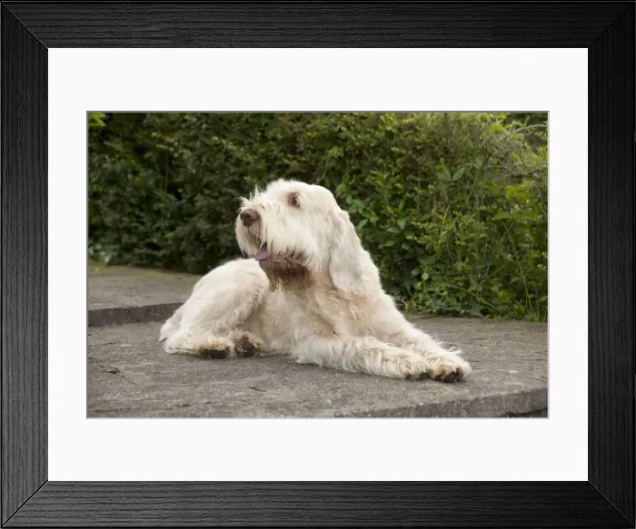 Framed Print : DOG - Spinone - sitting on patio Framed Print : DOG - Spinone - sitting on patio