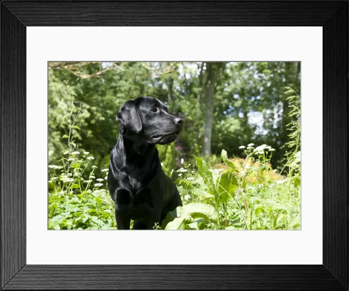Framed Print : DOG - Black labrador in garden Framed Print : DOG - Black labrador in garden