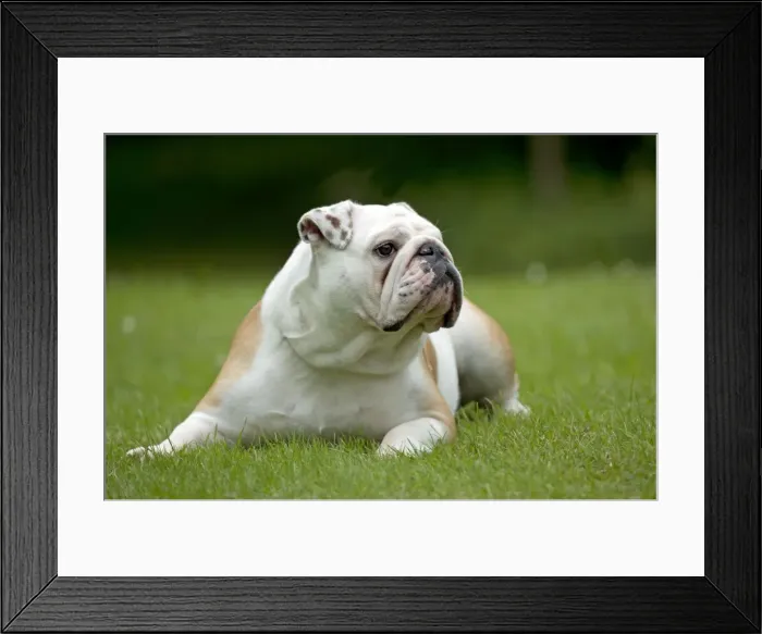 Framed Print : DOG - Bulldog laying in garden Framed Print : DOG - Bulldog laying in garden