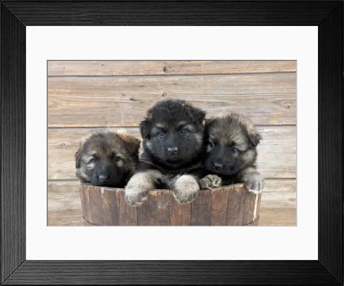 Framed Print : DOG - German shepherd dog - puppies sitting in wooden tub Framed Print : DOG - German shepherd dog - puppies sitting in wooden tub