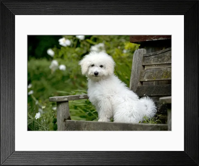Framed Print : DOG - Bichon frise X poodle sitting on garden bench Framed Print : DOG - Bichon frise X poodle sitting on garden bench