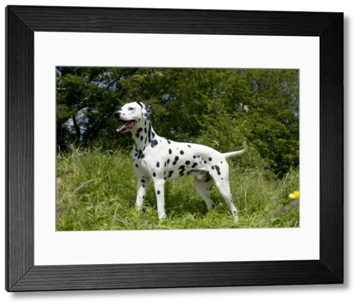 Framed Print : DOG - Dalmatian - standing Framed Print : DOG - Dalmatian - standing