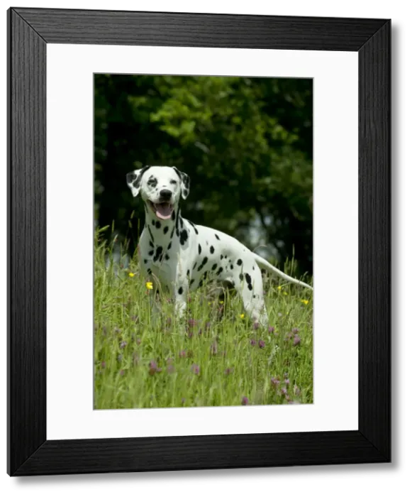 Framed Print : DOG - Dalmatian in long grass Framed Print : DOG - Dalmatian in long grass