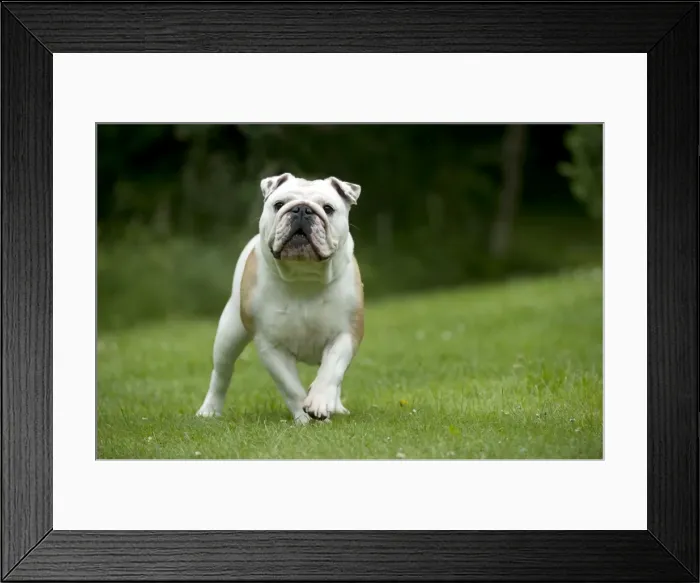Framed Print : DOG - Bulldog standing in garden Framed Print : DOG - Bulldog standing in garden