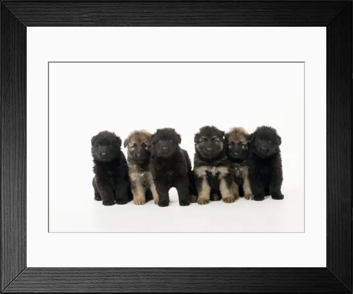 Framed Print : DOG - German shepherd dog puppies- in a row Framed Print : DOG - German shepherd dog puppies- in a row