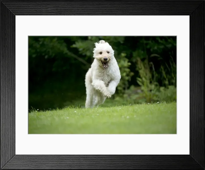 Framed Print : DOG - Goldendoodle running Framed Print : DOG - Goldendoodle running
