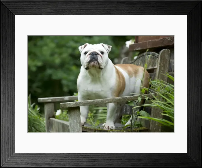 Framed Print : DOG - Bulldog standing on garden bench Framed Print : DOG - Bulldog standing on garden bench