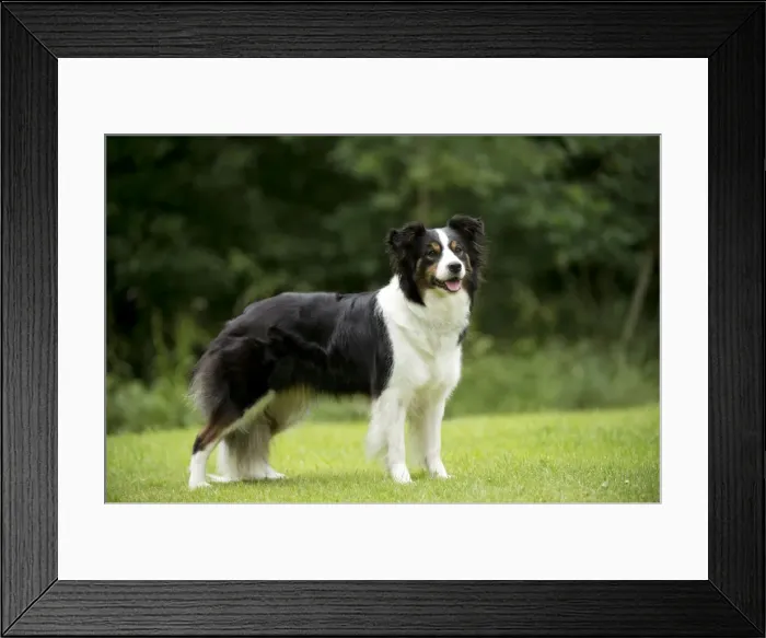 Framed Print : DOG - Border collie standing in the garden Framed Print : DOG - Border collie standing in the garden