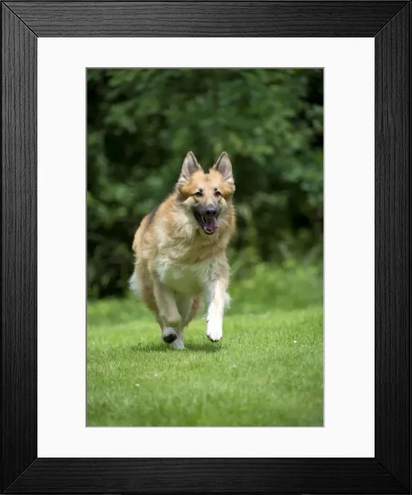 Framed Print : DOG - German shepherd dog - running through garden Framed Print : DOG - German shepherd dog - running through garden