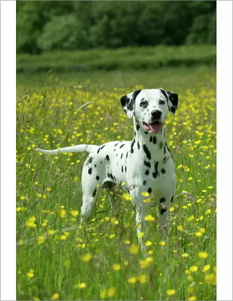 DOG - Dalmatian standing in buttercup field
