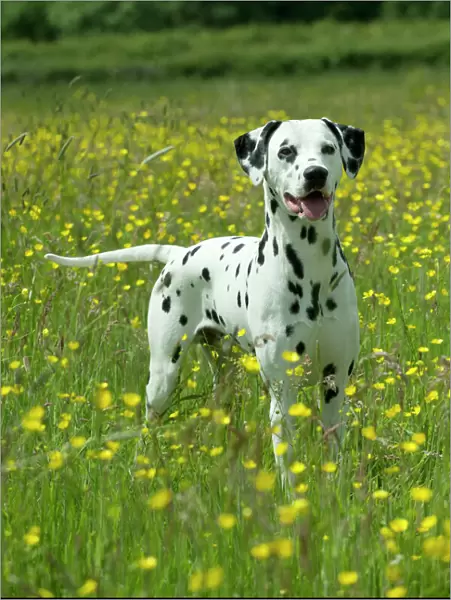 DOG - Dalmatian standing in buttercup field