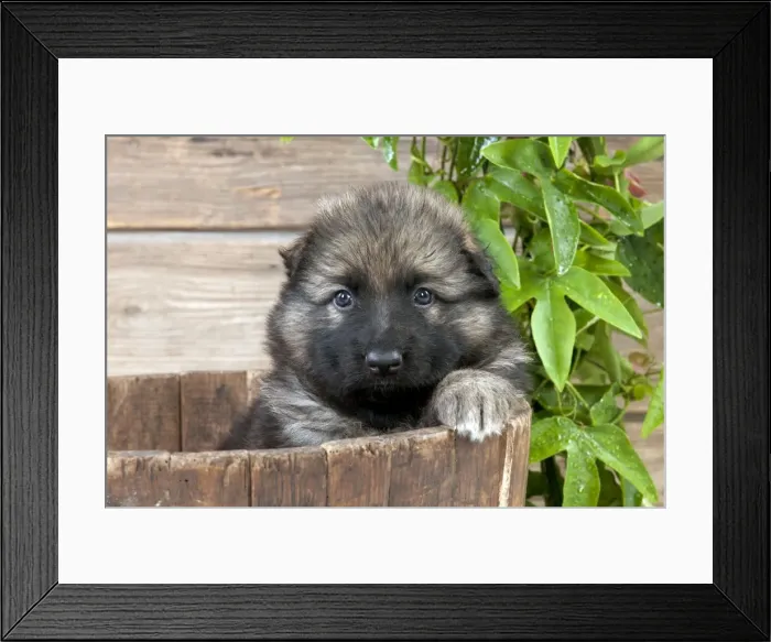 Framed Print : DOG - German shepherd dog - puppy sitting in a wooden tub Framed Print : DOG - German shepherd dog - puppy sitting in a wooden tub