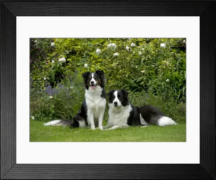 Framed Print : DOG - Border collies sitting in the garden