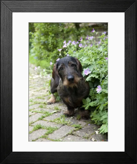 Framed Print : DOG - Standard wire haired dachshund - sitting in flowerbed Framed Print : DOG - Standard wire haired dachshund - sitting in flowerbed