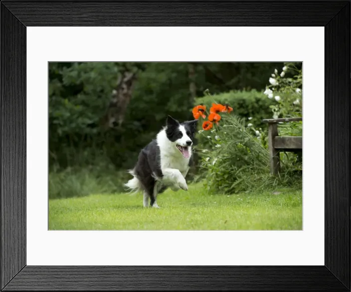 Framed Print : DOG - Border collie running through the garden Framed Print : DOG - Border collie running through the garden