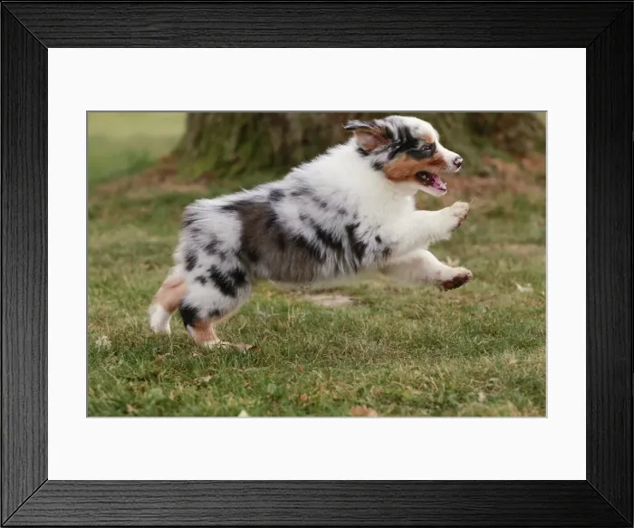 Framed Print : Dog - Australian Sheepdog / Shepherd Dog Framed Print : Dog - Australian Sheepdog / Shepherd Dog