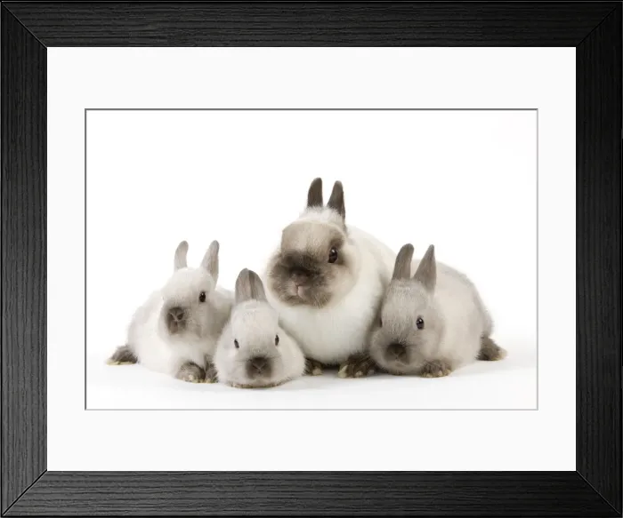 Framed Print : Dwarf Rabbit - with young