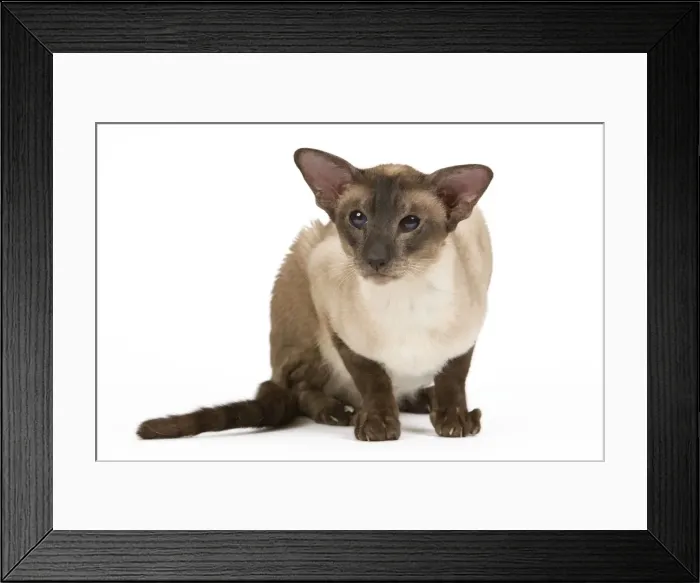 Framed Print : Cat - Siamese Seal Smoke Point Framed Print : Cat - Siamese Seal Smoke Point