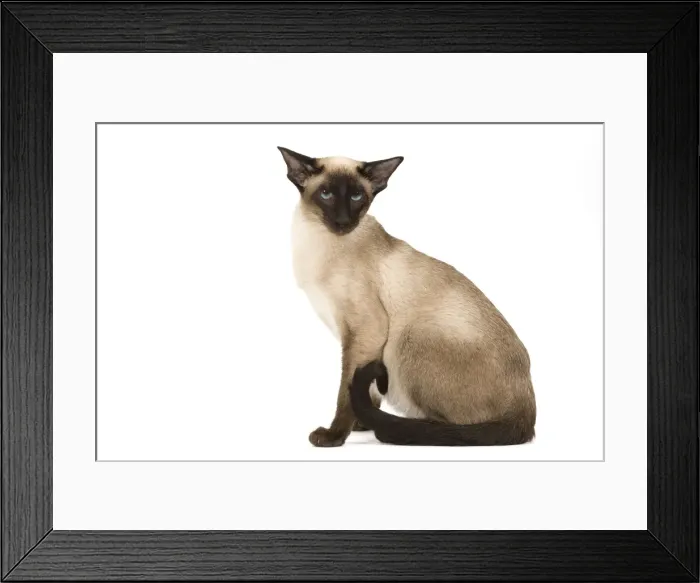 Framed Print : Cat - Siamese Framed Print : Cat - Siamese