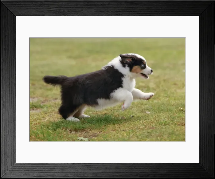 Framed Print : Dog - Australian Sheepdog / Shepherd Dog Framed Print : Dog - Australian Sheepdog / Shepherd Dog