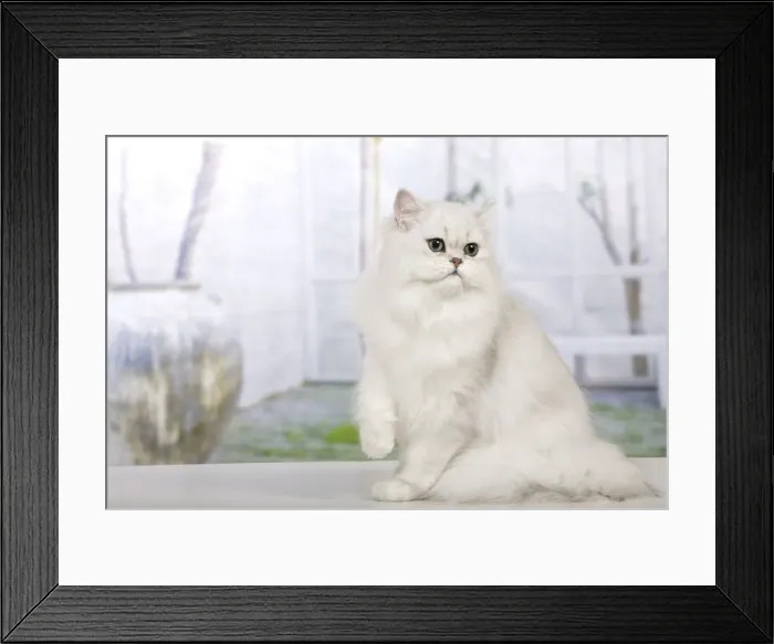 Framed Print : Cat - Persian Chinchilla Framed Print : Cat - Persian Chinchilla