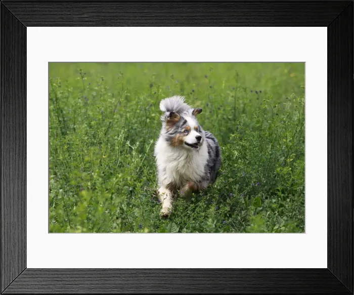 Framed Print : Dog - Australian Sheepdog / Shepherd Dog Framed Print : Dog - Australian Sheepdog / Shepherd Dog