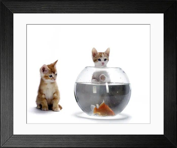 Framed Print : Cat - European Ginger Cat - Kittens watching Goldfish in bowl Framed Print : Cat - European Ginger Cat - Kittens watching Goldfish in bowl